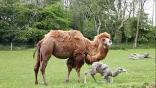 Manor House  Birth of a Baby Camel MHWP Tenby Pembrokeshire Wales May 23rd 2012 [upl. by Susy]