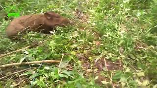 Berburu babi hutan dengan jaring dapat satu ekor part 15 Hunter Club [upl. by Annim220]