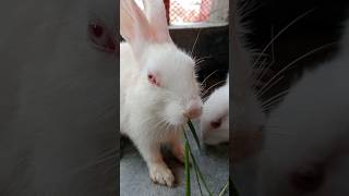 Cute rabbit eating  Cute Bunny eating carrot Please subscribe shorts rabbit rabbitlover [upl. by Ardnuahsal301]