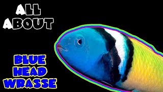 All About The Blue Head Wrasse [upl. by Dugan]