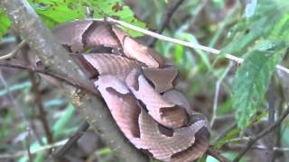 Southern Copperhead Agkistrodon contortrix contortrix Sitting in a Small Tree [upl. by Waers618]