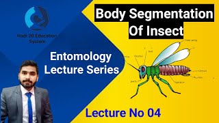 Body Segmentation Of Insects In Urdu  HeadThorax And Abdomen  Lec No 04  Entomology  BS Zoology [upl. by Merat]