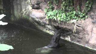 Malayan tapir eats leaves on the side of the exibit at the Henry Doorly Zoo [upl. by Lechner]