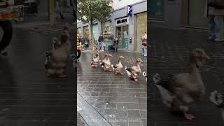 Adorable Goose Parade 🪿🎺 [upl. by Etrem724]