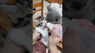 Cute kitten cat lovecats cats catvideos kittens catlover princesscat kitten  886 [upl. by Briscoe]