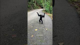 Gibbon Interesting Facts gibbon monkey animals facts wildlife primates [upl. by Shore13]