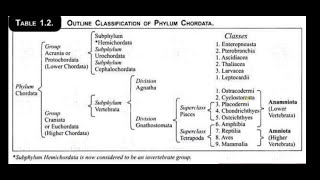 Outline classification of chordates and characters for Msc zoology 3rd semester bsc 2nd year [upl. by Akirre641]