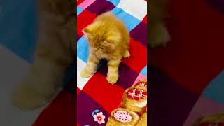 Beautiful kitten playing music song hindisong bollywoodsongs catshorts cat musiccat cutecat [upl. by Anerul]