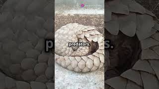 Pangolins Amazing Defense Mechanism [upl. by Darsey]