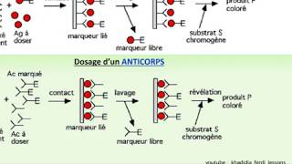 Les techniques immunienzymatiques competétives [upl. by Wynny]