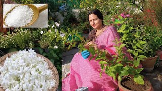 How to grow Mogra in pot  My Secret to get heavy flowering in Mogra plant [upl. by Roselle]