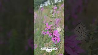 아름다운 털부처꽃 🌸 꽃말과 함께 알아보세요 털부처꽃 Lythrum salicaria 슬픈사랑 깨달음과 평화 꽃구경 [upl. by Landry701]