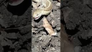 Garter Snake Having Lunch [upl. by Benoite171]