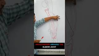 Anastomosis around the elbow joint  full lecture in description anatomy medical mbbs medicine [upl. by Columbus]