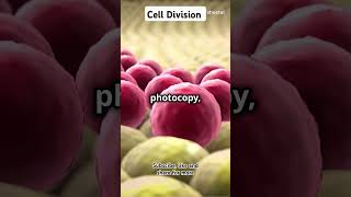 CellDivision trendingvideos meiosis mitosis biology science [upl. by Emma]