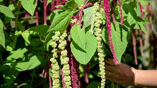 Amaranthus GrowALong [upl. by Esther]