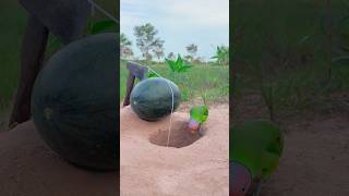 Creative Parrot Trap Using Watermelon  Amazing Creative Trap youtubeshorts [upl. by Caldwell443]