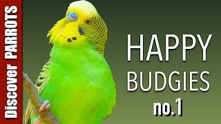 Happy Budgies 1  Budgerigar Sounds to Play for Your Parakeets  Discover PARROTS [upl. by Westberg]