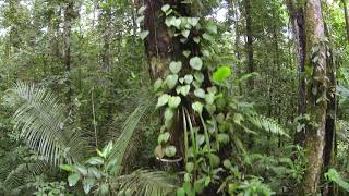 tracking down an epiphyte covered tree trunk in amazonian rainforest [upl. by Mchugh]