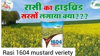 सरसो की खेती 2Mustard Farming 2 Variety Rasi 1604 [upl. by Suu]