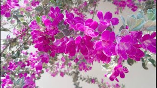 126Magical plantTexas sage BushTexas Rangersilver leafBarometer plantLeucophyllum frutescens [upl. by Enaillil]