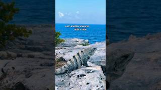 Another Universe with a hell of a VIEW reptiles iguana animalshorts mexico [upl. by Samuelson]