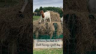 Oshawa Zoo Part 22 Goats having a field day [upl. by Adnalay]