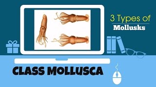 Mollusca Features [upl. by Maxim]