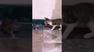 Fare tokatlayan kediler part 1 mma fight cat tomandjerry [upl. by Anh]