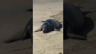 Northern Elephant Seal at Piedras Blancas ‘Pursuing Balance Through Adventure’ [upl. by Lessur392]