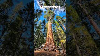 THE LARGEST TREE IN THE WORLD General Sherman Tree in Sequoia National Park [upl. by Concordia]