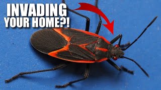 Boxelder Bug Facts the MAPLE BUG 🍁 Animal Fact Files [upl. by Mckenzie]