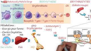 ÉRYTHROCYTES Globules rouges [upl. by Branen]