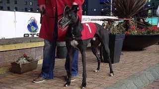 Enterprise Targeted Solutions Irish Greyhound Derby Round 01 Heats 110 [upl. by Bradlee]