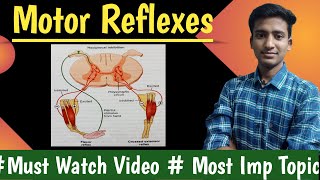 Motor reflexes  Flexor reflex  Withdrawal reflex  cross extensor reflexPhysiology  Ashish [upl. by Janella]