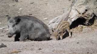 Wildschwein mit Frischlingen [upl. by Lohse]