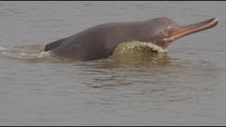 Footage of dolphin Narayani River नारायणी नदिमा देखिएको डल्फिन को दृश्य [upl. by Eednyl711]