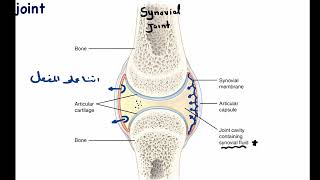 Joint Diseases [upl. by Hynda849]