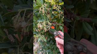 Pruning and Harvesting Fruit asmr fruitharvest fruitcutting fruit nature naturelovers [upl. by Cicily731]