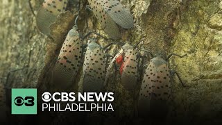 Why one Pennsylvania college doesnt want you to kill a spotted lanternfly  Digital Brief [upl. by Jaime]