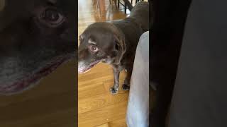 When your behave your also snobbish shortvideo dog [upl. by Purpura]