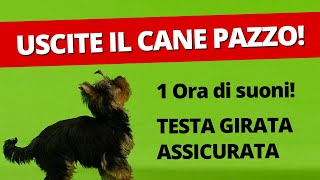 1 ora SUONI PER CANI RUMORI GIOCHI PER CANI VIDEO  USCITELO PAZZO [upl. by Elfrieda341]