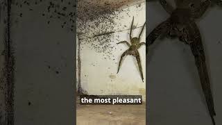 Giant Brazilian Spider Found Under Bed [upl. by Eluk]