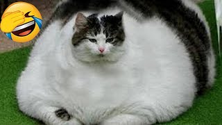 Funniest Animals 2023 😆 New Funny Cats and Dogs 😻🐶 Part 18 [upl. by Cheri]