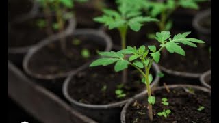 Tomato TransplantationLava Flow Black Oxheart amp Ozark PinkSE5Project Food Garden [upl. by Macfadyn164]