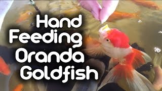 Hand Feeding my Oranda Goldfish [upl. by Arolf]