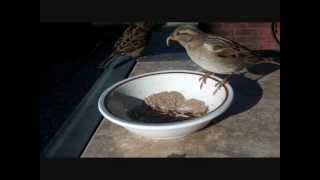 How to Identify House Sparrows 0001 [upl. by Retsam632]