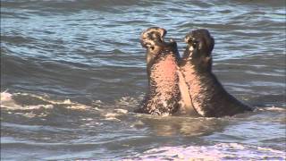 Piedras Blancas Elephant Seals  Raging Bulls Battle [upl. by Nelli96]