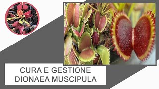 Cura e gestione Dionaea muscipula [upl. by Milas]