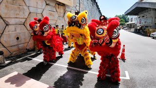 Double Lion Dance with Choy San Yeh CNY 2024  太平华联龙狮团 [upl. by Lorilee]